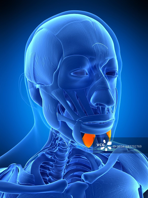 面部肌肉插画图片素材