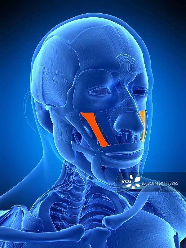 面部肌肉插画图片素材