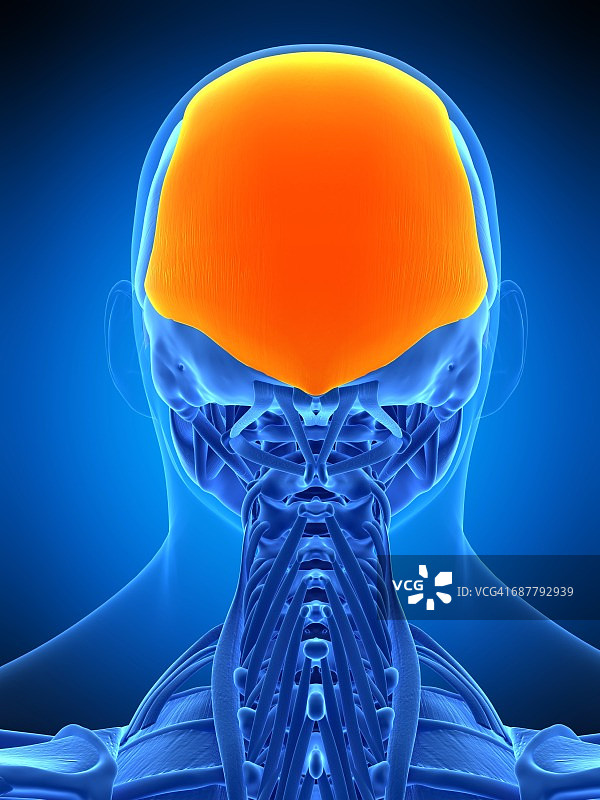 头部肌肉插图图片素材