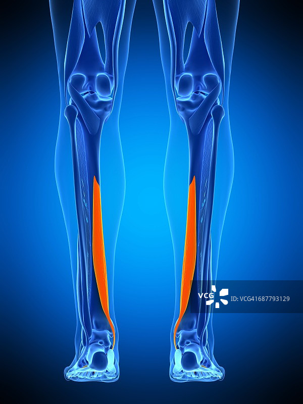 腿部肌肉、插图图片素材