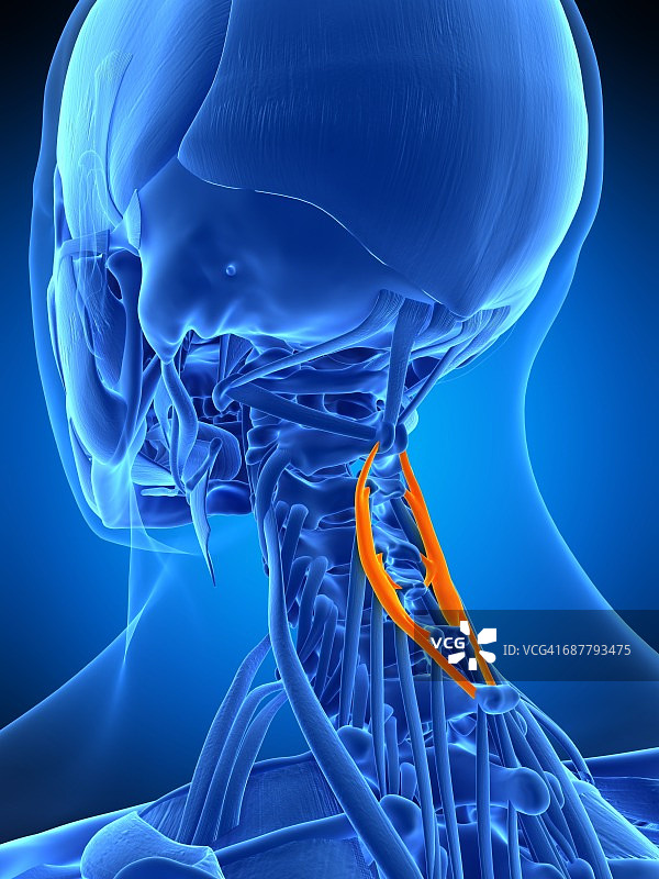 颈部肌肉、插图图片素材