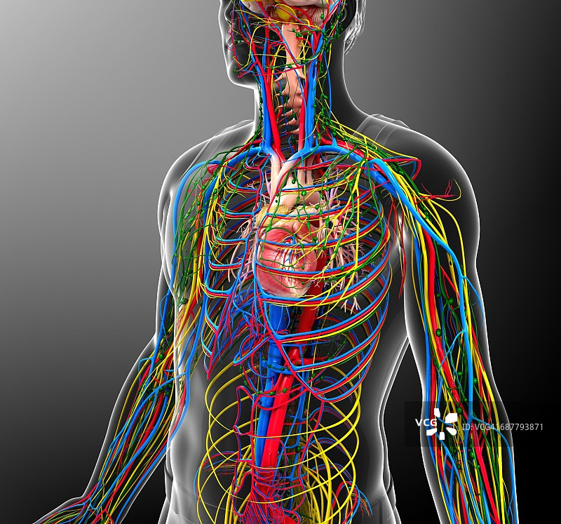循环、神经和淋巴系统图图片素材
