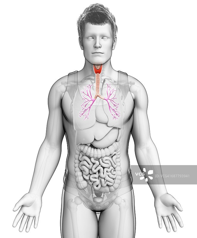 男性气管和支气管图示图片素材