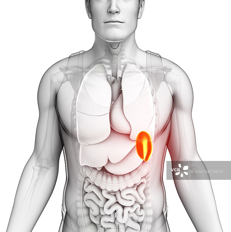 男性脾脏插图图片素材