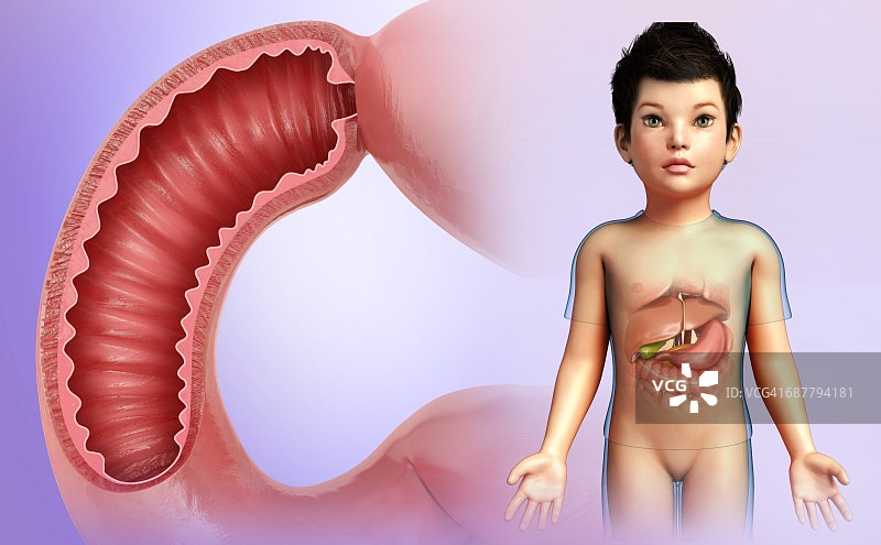 儿童十二指肠图示图片素材