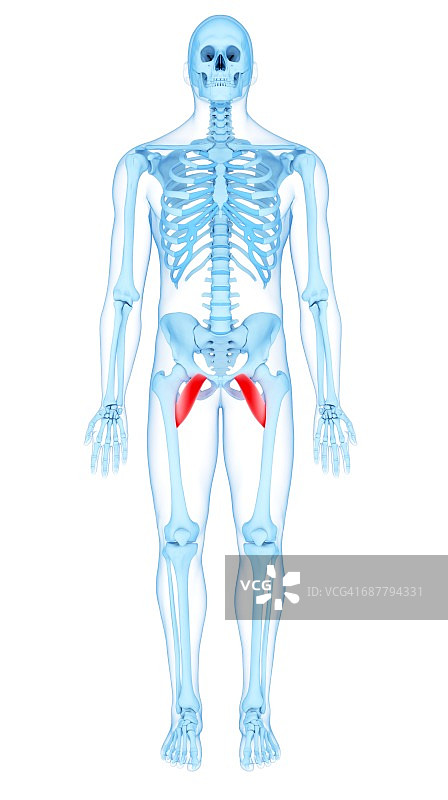 盆骨肌肉结构图图片素材