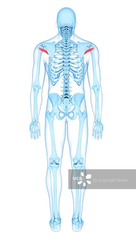 背部肌肉、插图图片素材