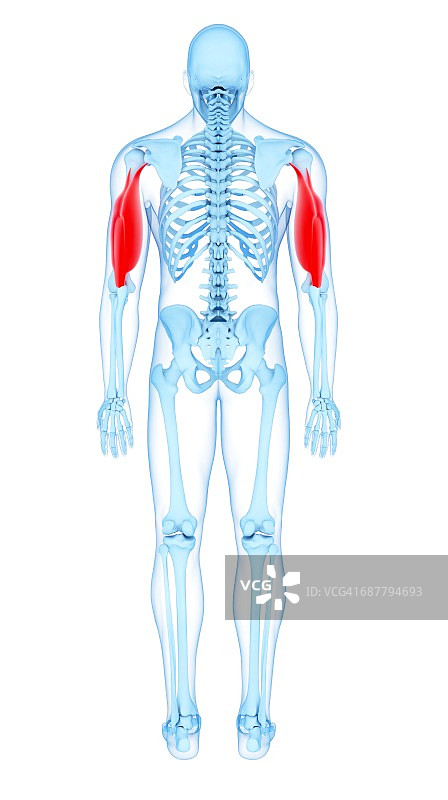 手臂肌肉插画图片素材
