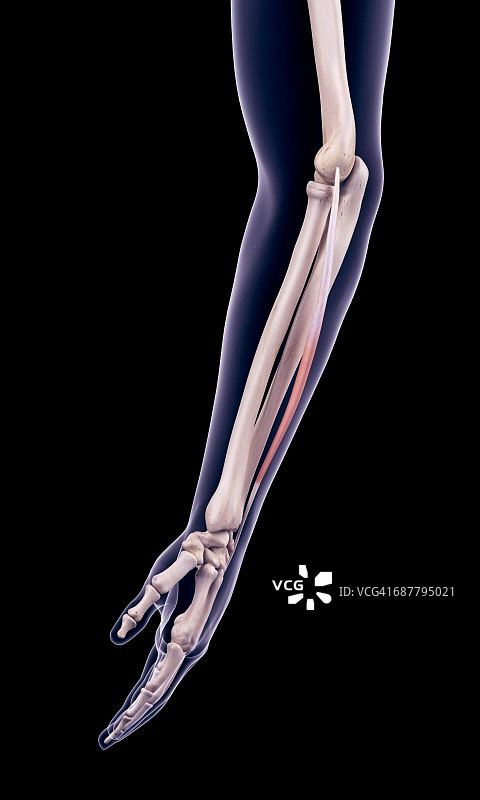 手臂肌肉插画图片素材