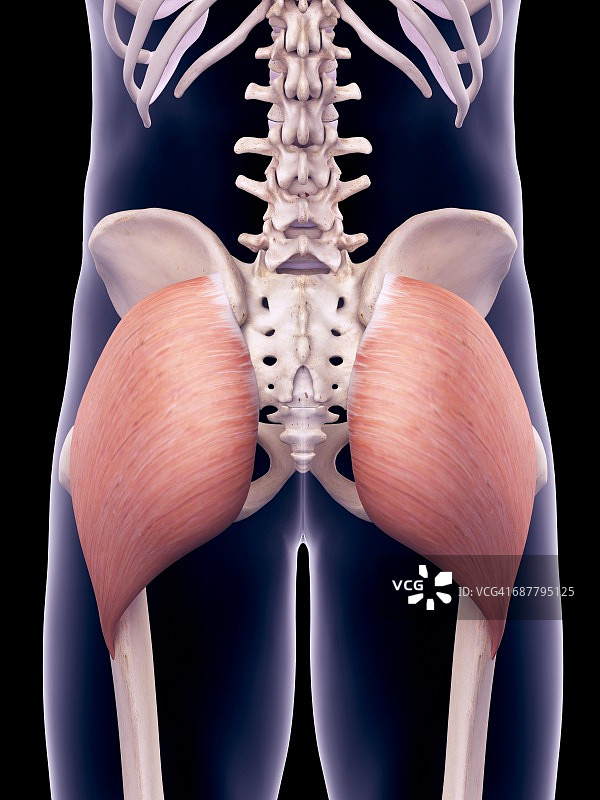 盆骨肌肉结构图图片素材