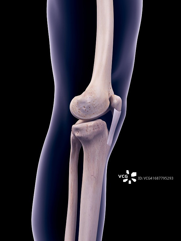 髌韧带插图图片素材