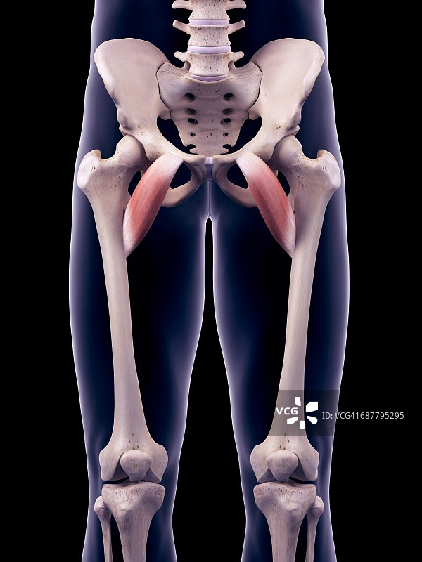 髋部肌肉图图片素材