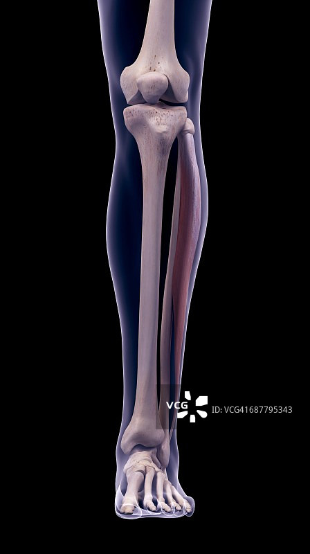 腿部肌肉插画图片素材