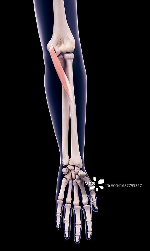 手臂肌肉插画图片素材