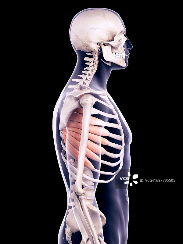 胸肌，插图图片素材