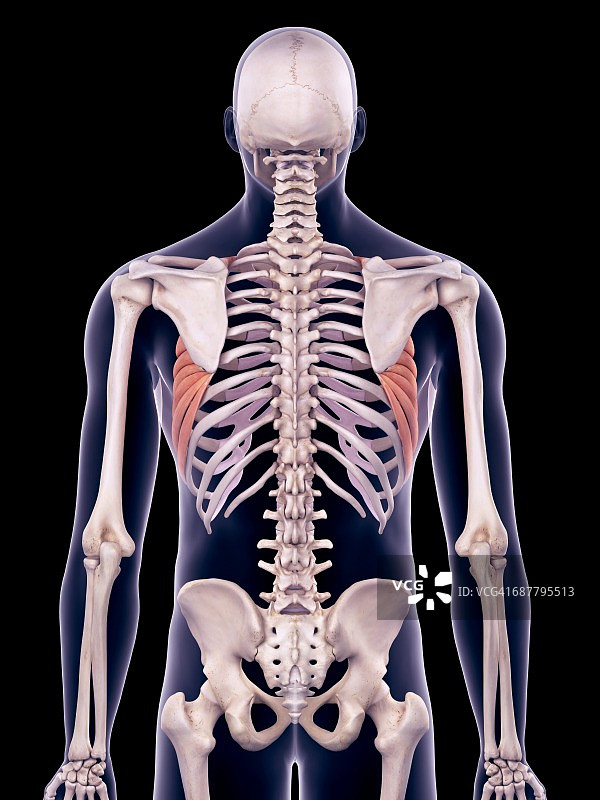 背部肌肉、插图图片素材