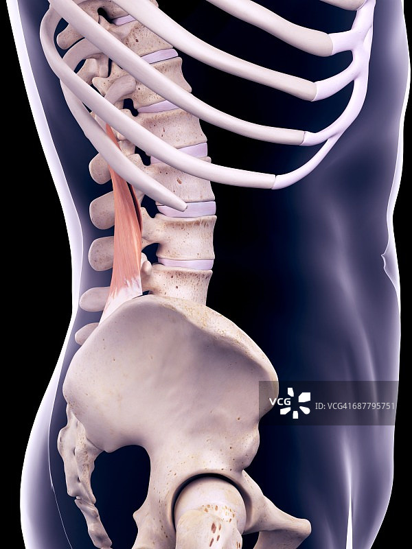 背部肌肉图示图片素材