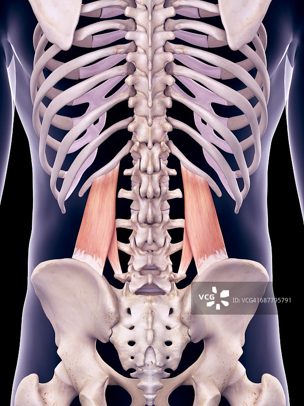 背部肌肉、插图图片素材