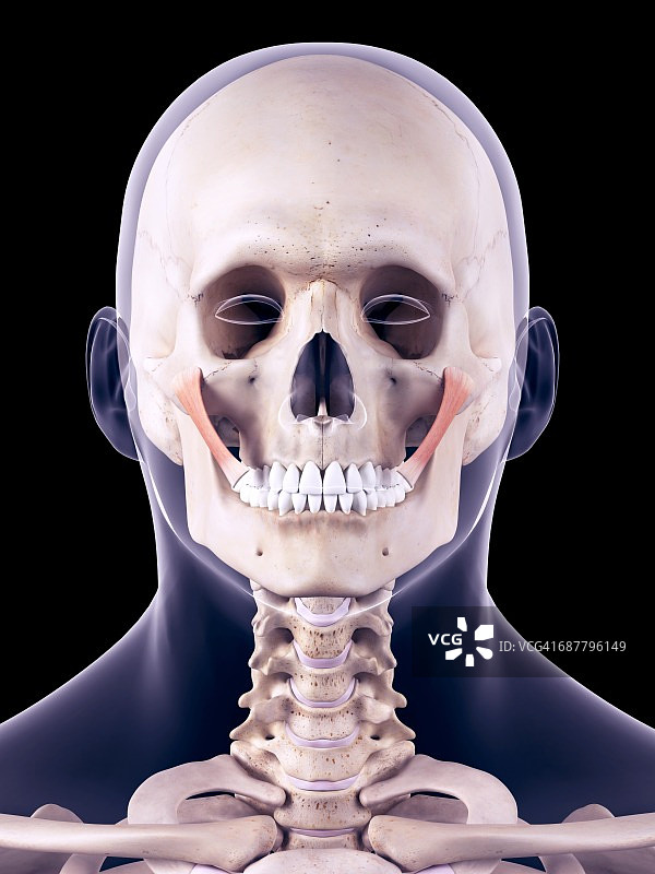 面部肌肉图图片素材