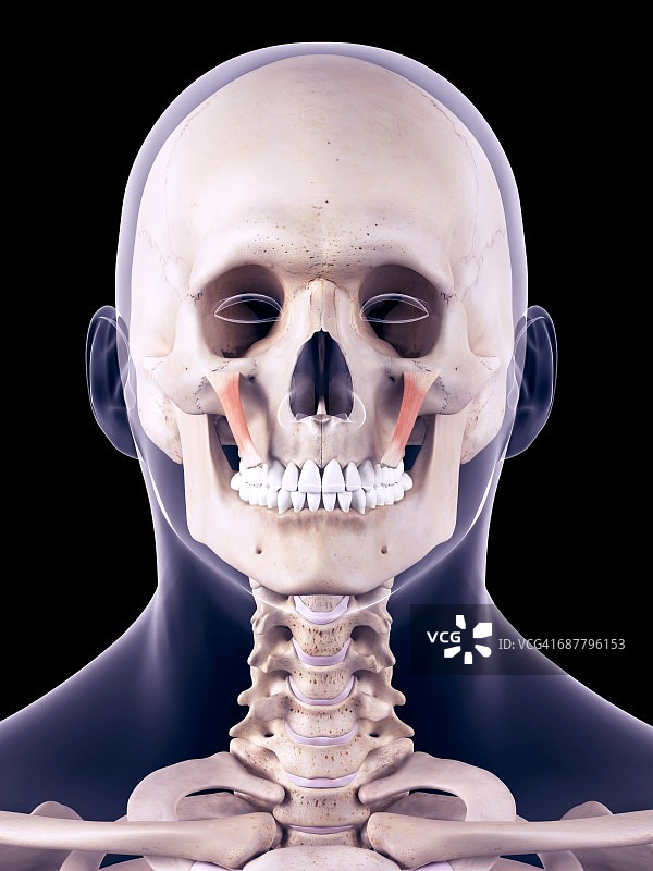 面部肌肉图图片素材