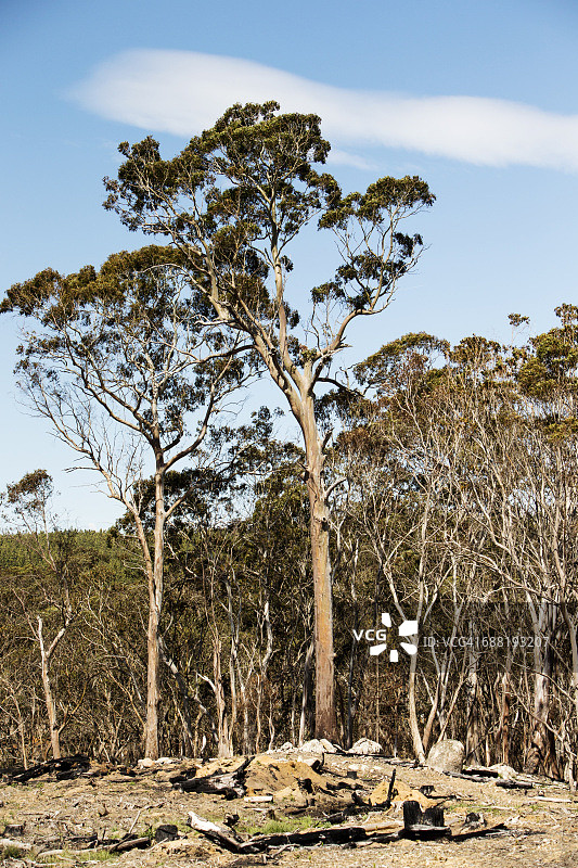 桉树林的皆伐图片素材