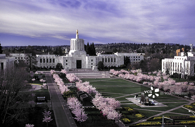 俄勒冈州议会大厦和盛开的樱花树图片素材