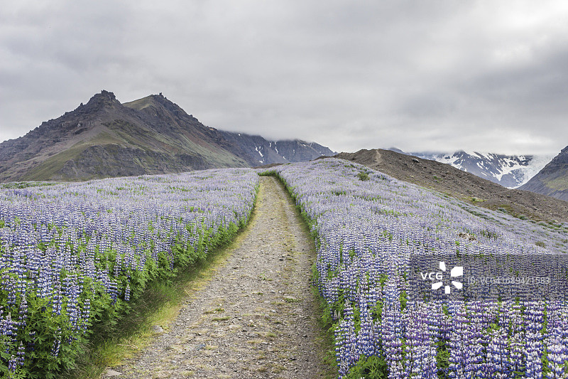 瓦特纳冰川国家公园的鲁冰花田图片素材
