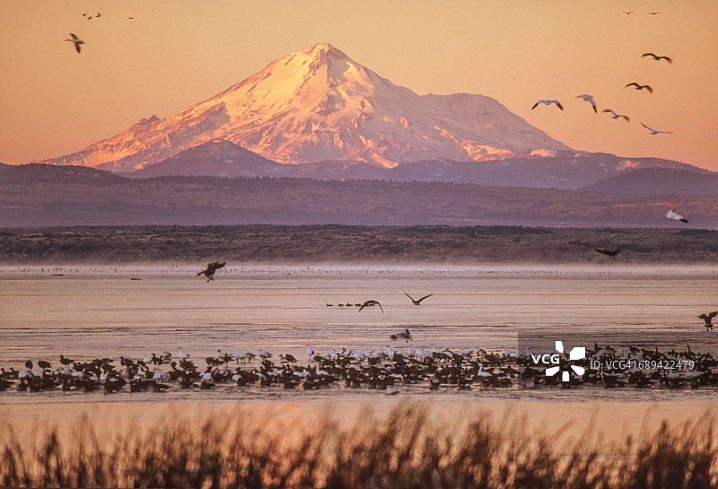 加利福尼亚州沙斯塔山图片素材