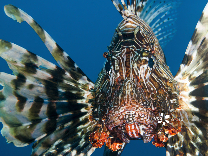 狮子鱼图片素材