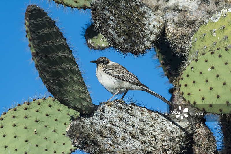 加拉帕戈斯嘲鸫图片素材