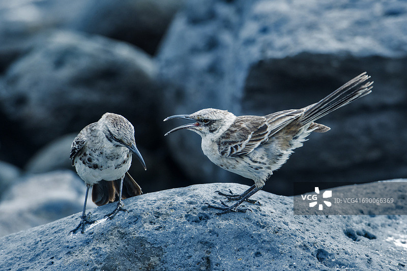 加拉帕戈斯嘲鸫图片素材