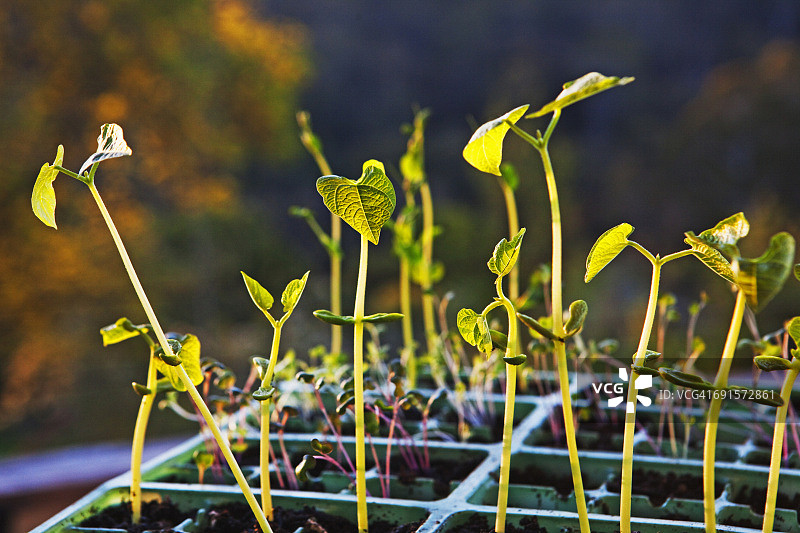 豆类幼苗图片素材
