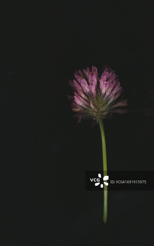 红车轴草图片素材