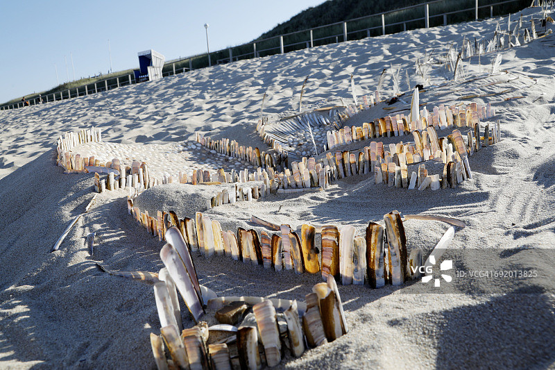 沙滩上的贝壳图片素材