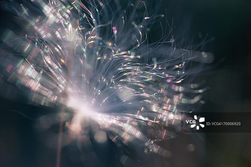 逆光下的普通马利筋（特写）图片素材