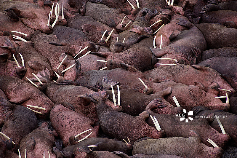 太平洋海象，美国阿拉斯加州图片素材