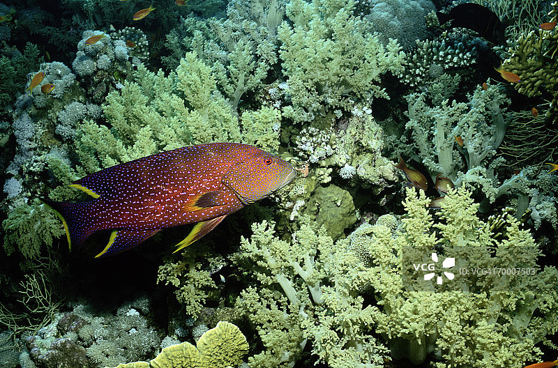 红海埃及的月尾grouper石斑鱼图片素材