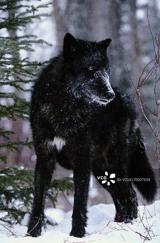 雪地里的狼（灰狼），美国蒙大拿州卡利斯佩尔图片素材