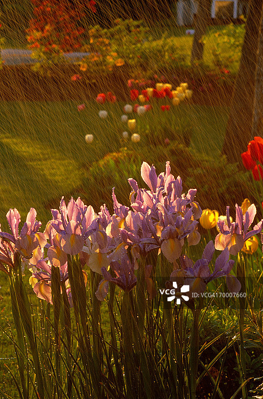 花园里的荷兰鸢尾花，美国图片素材