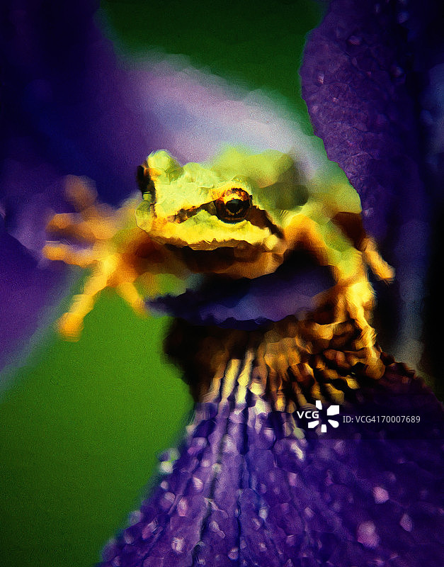 西部树蛙在虹膜上（绘画效果）图片素材