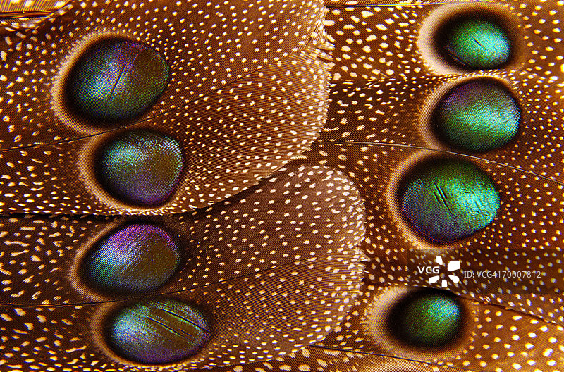 灰孔雀雉尾羽图片素材