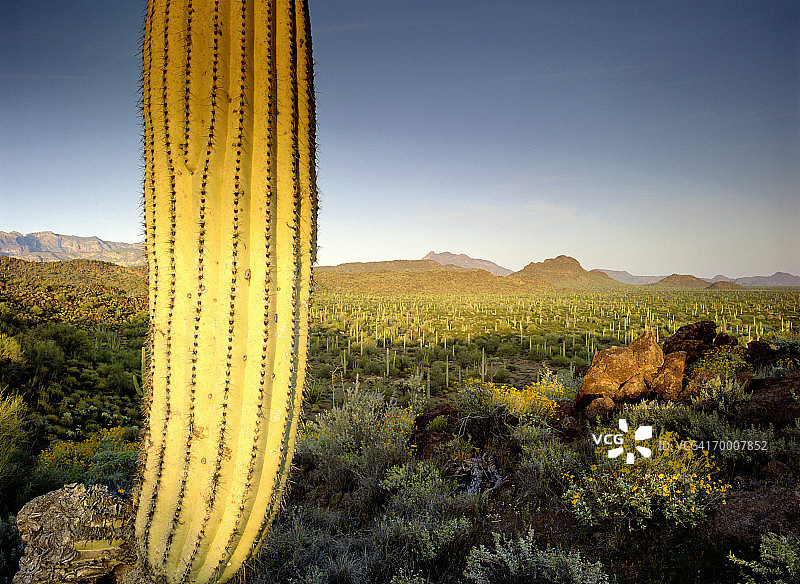 美国亚利桑那州的巨人柱仙人掌和脆灌木图片素材