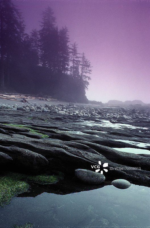 加拿大不列颠哥伦比亚省植物海滩岩石海岸线风光图片素材