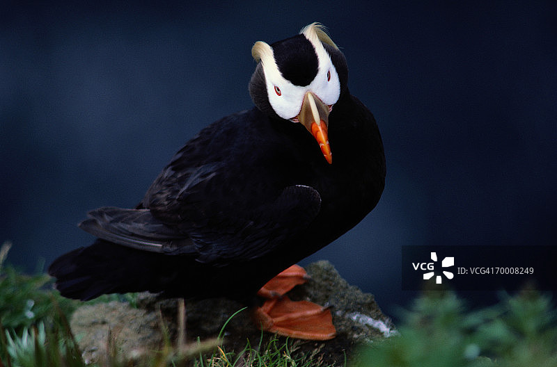 卷羽海鹦，美国阿拉斯加州普里比洛夫群岛图片素材