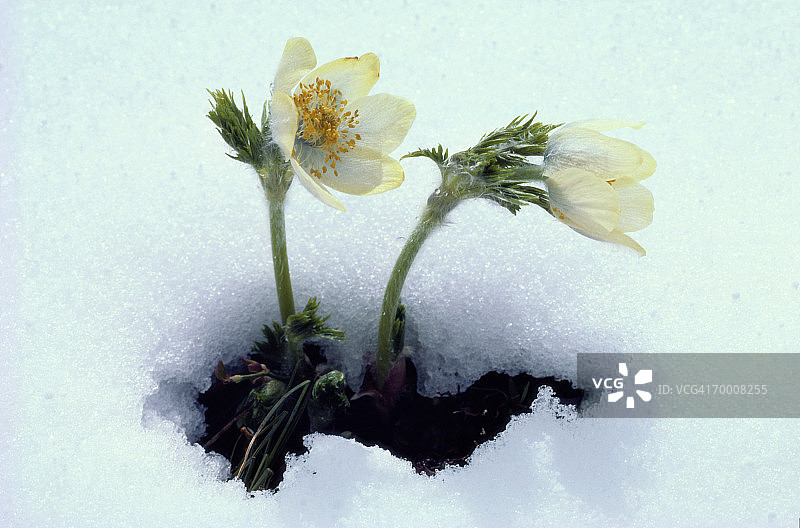 雪地里的西部银莲花特写图片素材