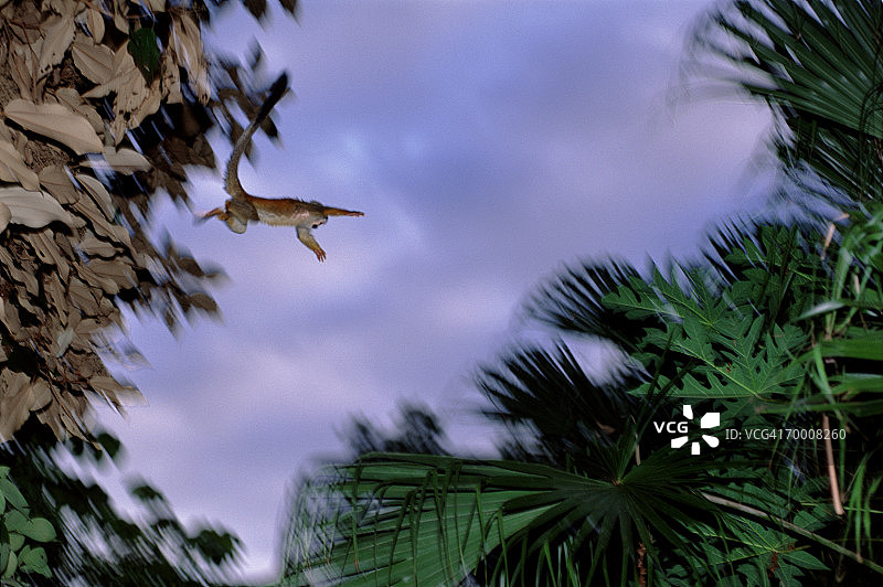 松鼠猴（Saimiri oerstedii citrinellus）跳跃，哥斯达黎加图片素材