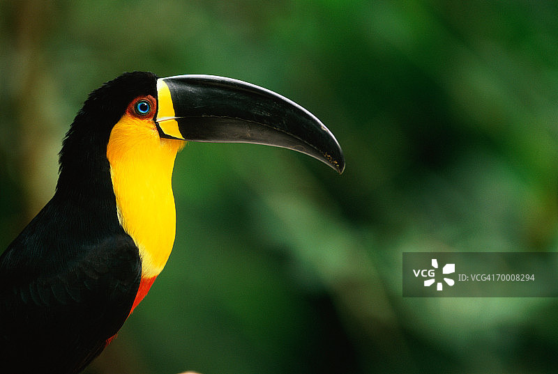 槽嘴巨嘴鸟，巴西图片素材