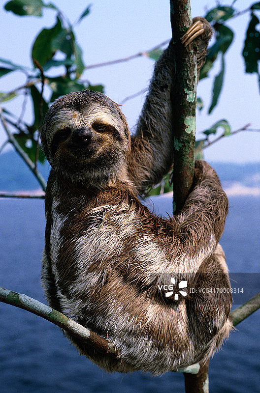 亚马逊河的三趾树懒图片素材