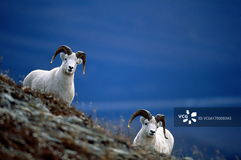 达尔白绵羊，美国阿拉斯加州玛格丽特山图片素材