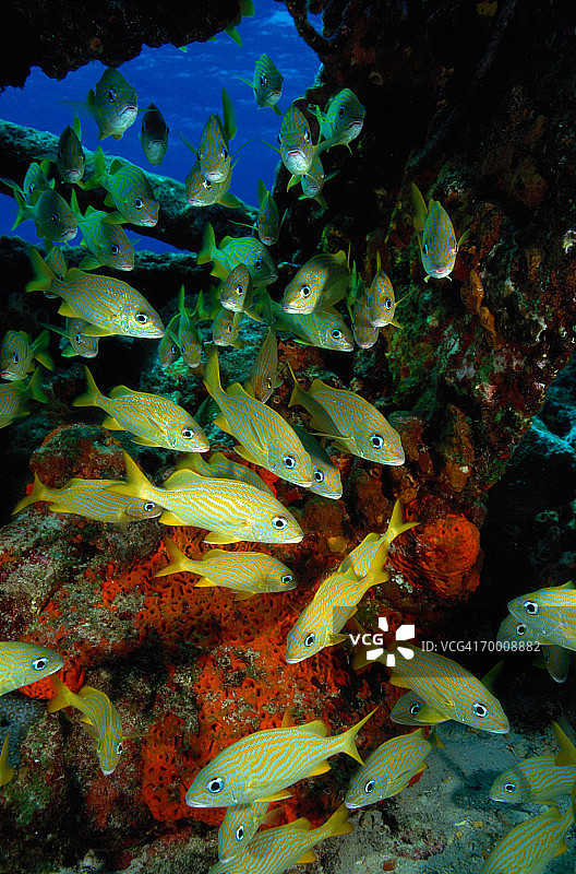 犬牙鲷鱼群，巴哈马图片素材